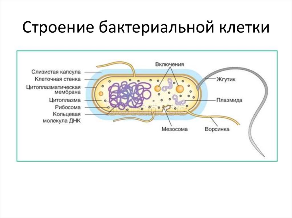 Ядерное вещество у бактерий расположено в. Структура бактериальной клетки микробиология рисунок. Схема строения бактериальной клетки. Схема строения бактериальной клетки микробиология. Схема бактериальной клетки микробиология.