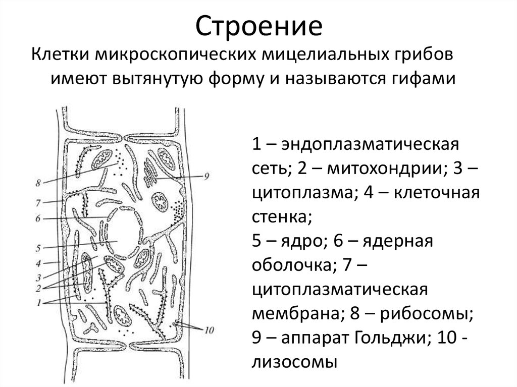 Строение грибов по количеству клеток схема