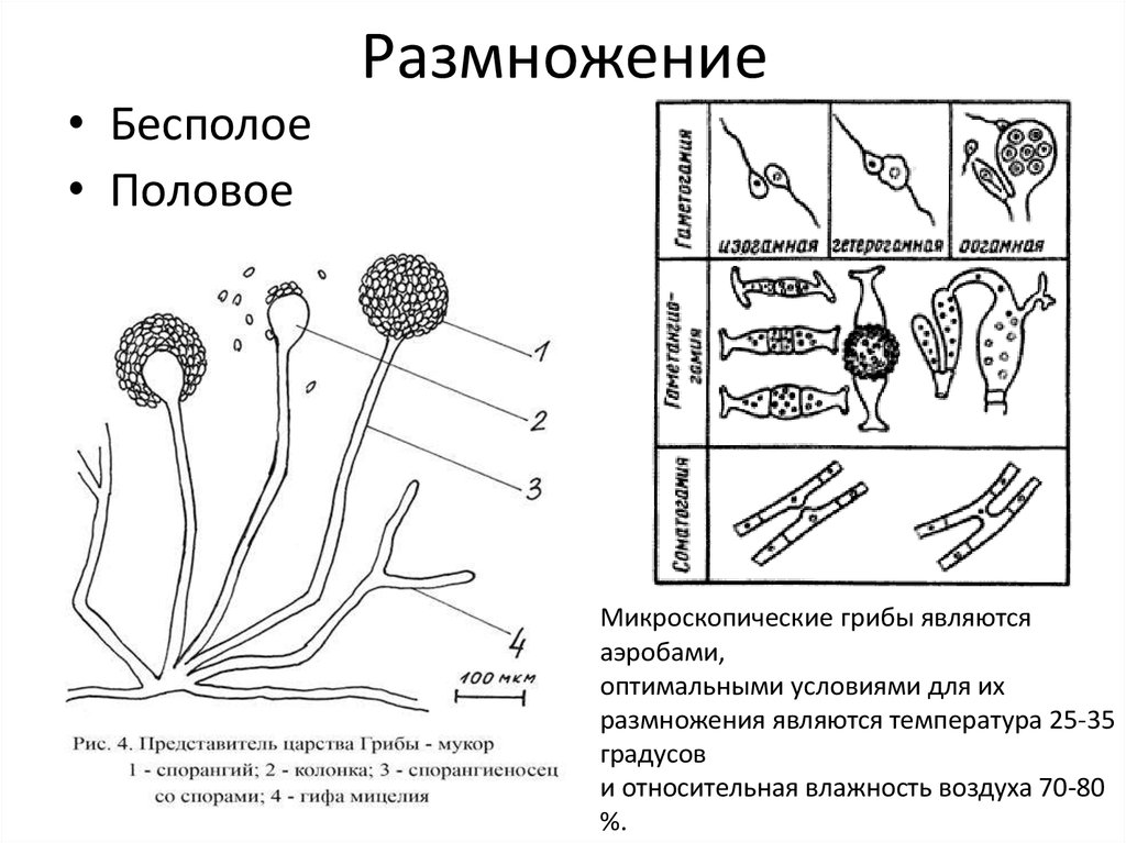 Морфология грибов рисунки