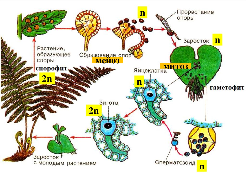 Цветок гаметофит. Спорофит папоротника. Жизненные циклы растений гаметофит и спорофит. Цикл развития папоротника схема. Жизненный цикл папоротника ЕГЭ биология.