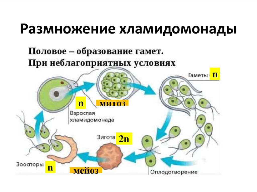 Циклы растений презентация