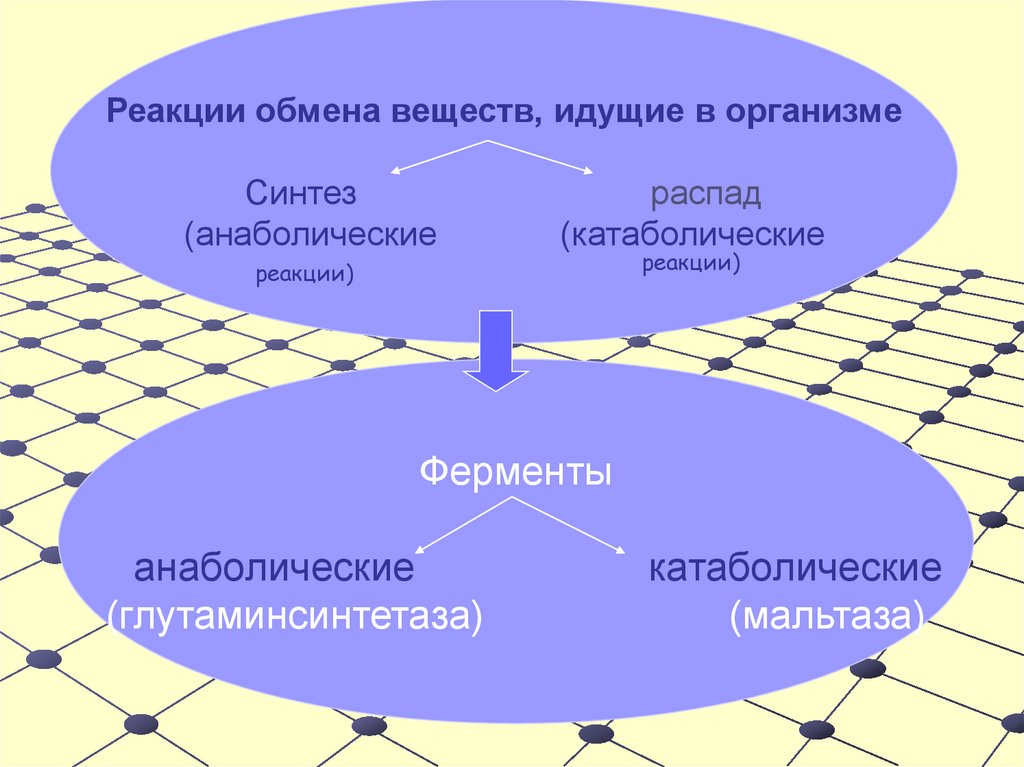 Ферменты 10 класс