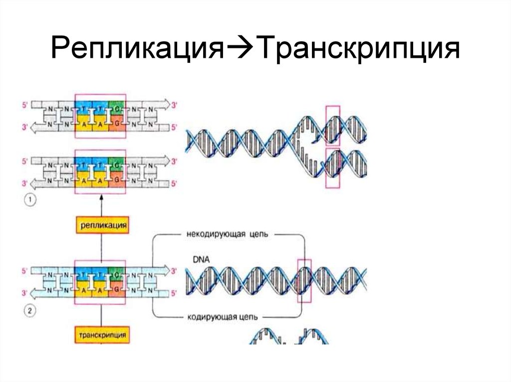 Белков репликации. Цепь ДНК репликация транскрипция. Транскрипция это процесс репликации ДНК. Цепь ДНК репликация транскрипция трансляция. Схемы репликации, транскрипции ДНК.