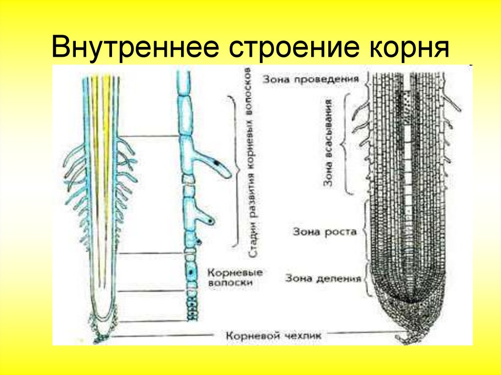 Строение корня рисунок без подписей