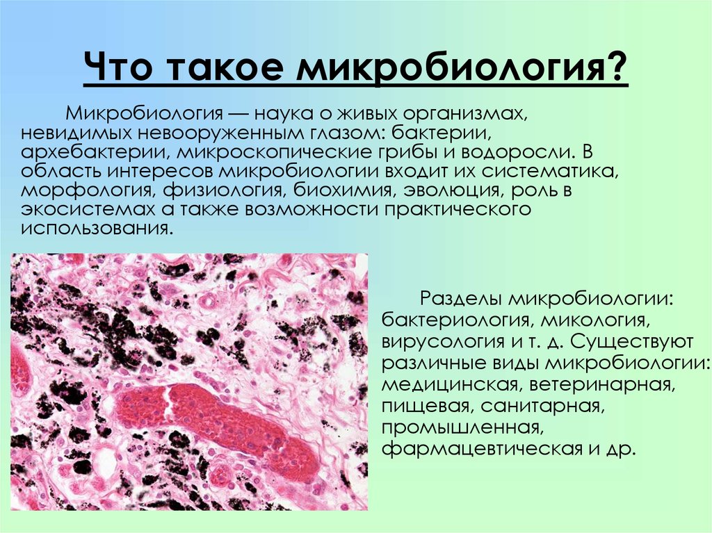 Что такое кос в микробиологии