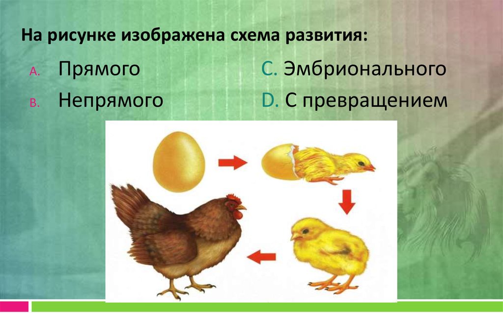 Какое развитие изображено на рисунке