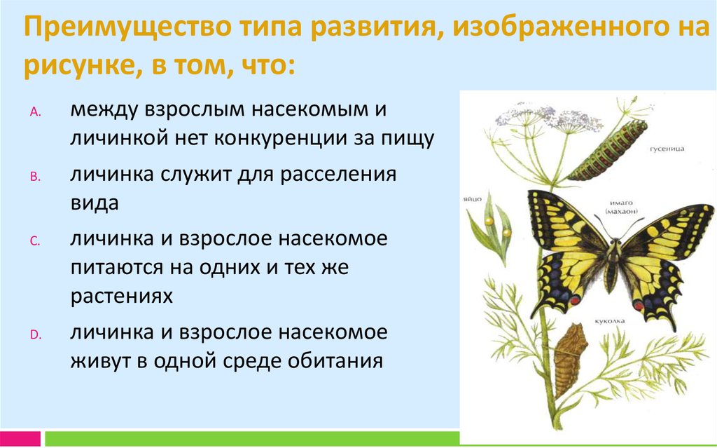 Какой тип развития изображен на рисунке. Преимущество типа развития, изображенного на рисунке, в том, что. Преимущества типа развития изображенного на рисунке. Расселение насекомых. Преимущество типа развития личинок.