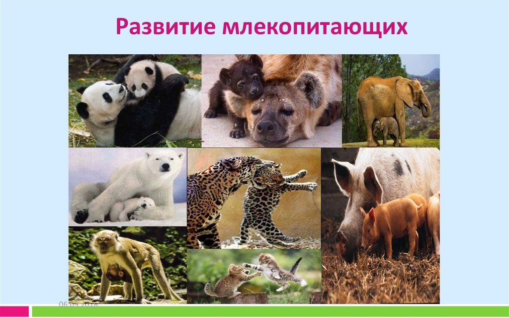 Млекопитающие это какие животные