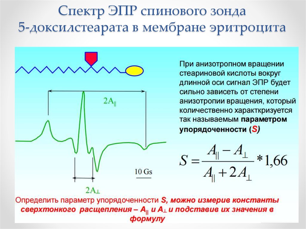 Спектр ЭПР спинового зонда 5-доксилстеарата в мембране эритроцита