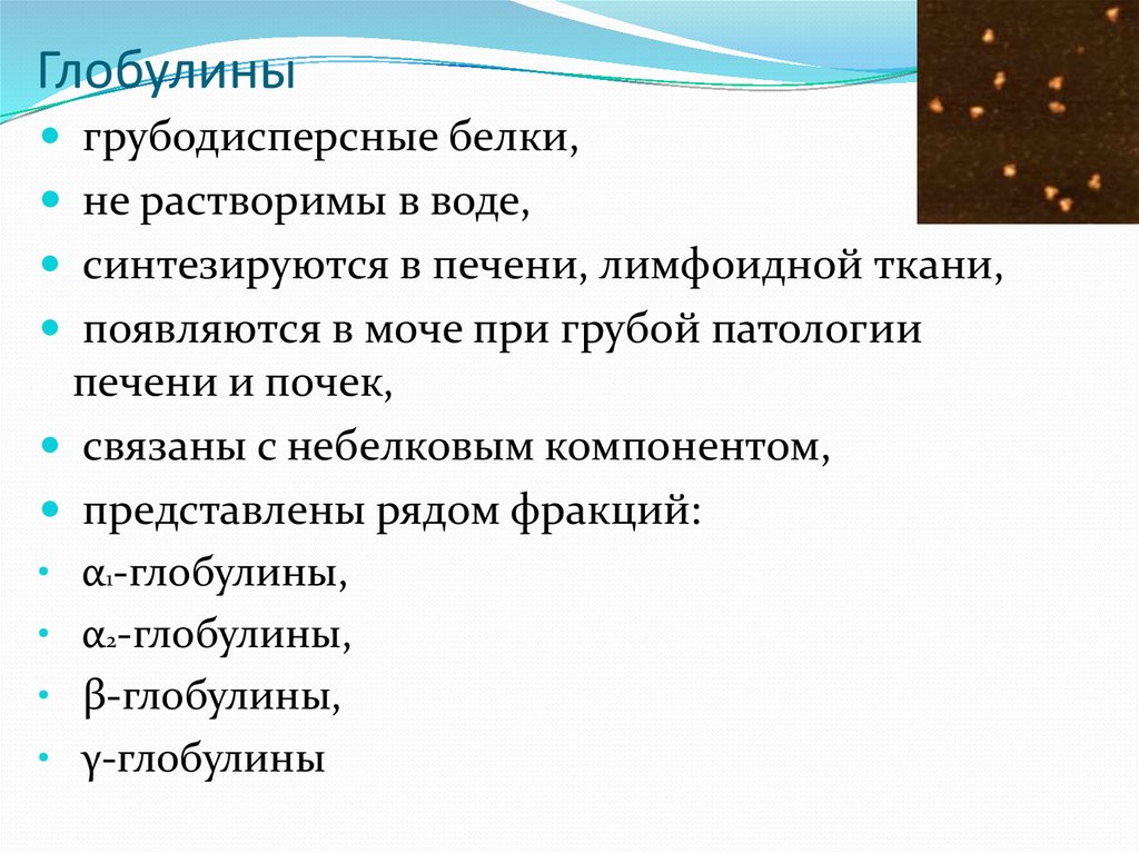 Гамма глобулины функции. Гамма глобулины примеры. Глобулин патологии. Глобулины в моче.