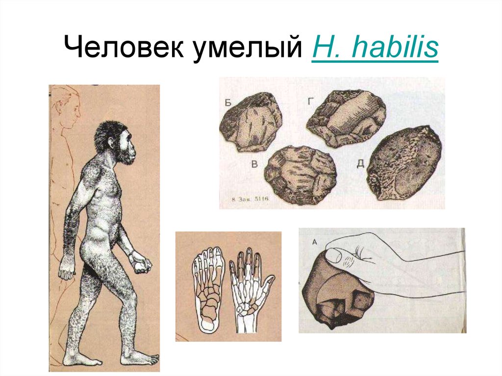 Возникновение человека умелого. Homo habilis (человек умелый) происхождение. Изображение человека умелого.