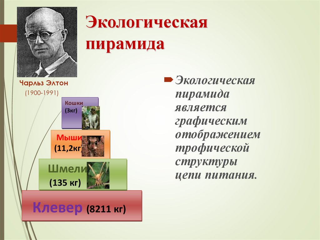 Презентация потоки вещества и энергии в экосистеме 9 класс биология