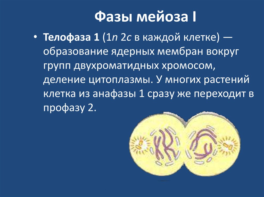 Телофаза мейоза. Фазы мейоза телофаза 1. Телофаза 2 мейоза характеристика. Телофаза мейоза 1 кратко. Анафаза мейоза 1 набор.