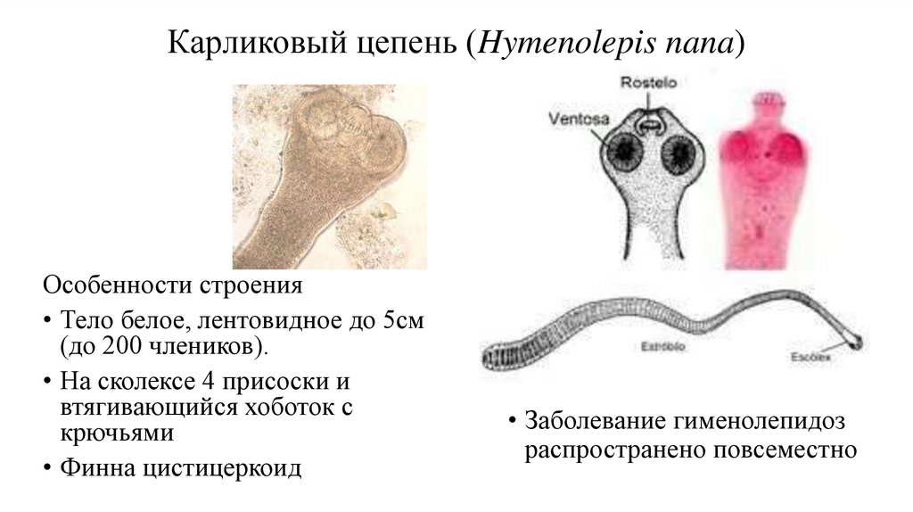 Карликовый цепень строение. Hymenolepis Nana – карликовый цепень-гименолепидоз. Строение членика карликового цепня. Сколекс карликового цепня. Схема строения карликового цепня.