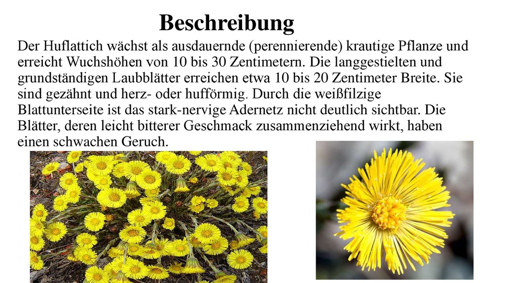 Beschreibung