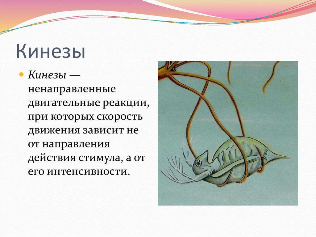 Таксис. Виды Кинеза. Кинезы у животных. Кинезы и таксисы. Кинез это в биологии.