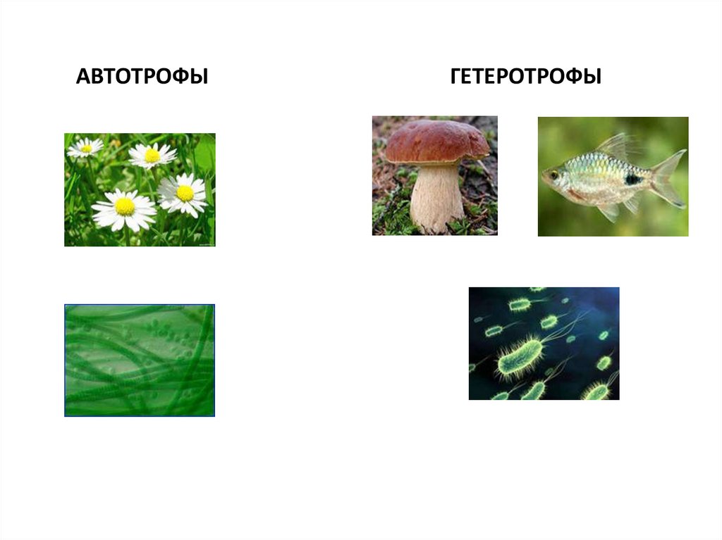 Автотрофные организмы кратко. Живые организмы автотрофы. Автотрофы и гетеротрофы. Гетеротрофные растения. Автотрофы и гетеротрофы картинки.