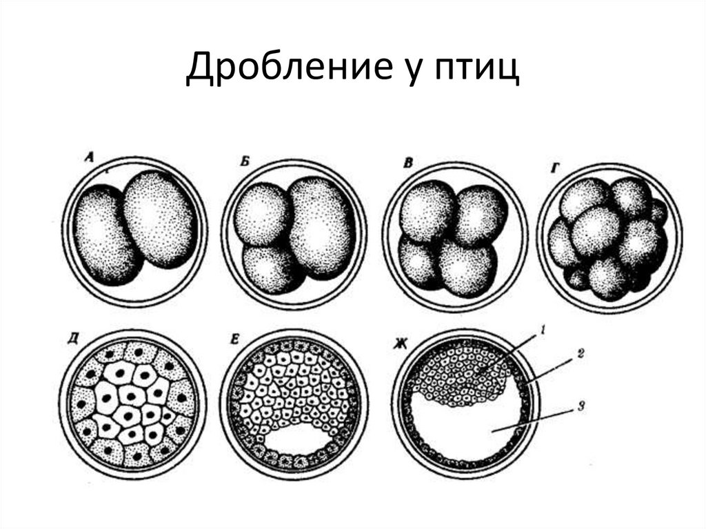 Деление дробления. Онтогенез дробление зиготы. Дробление яйцеклетки млекопитающих. Зигота бластомер морула. Дробление зиготы млекопитающих.