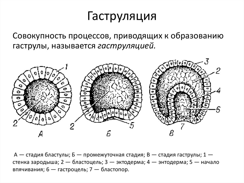 Схема эмбриогенеза ланцетника название какой его стадии. Стадии эмбрионального развития бластула гаструла. Этапы эмбриогенеза гаструляция. Эмбриогенез бластула гаструла нейрула. Гаструляция бластопор.