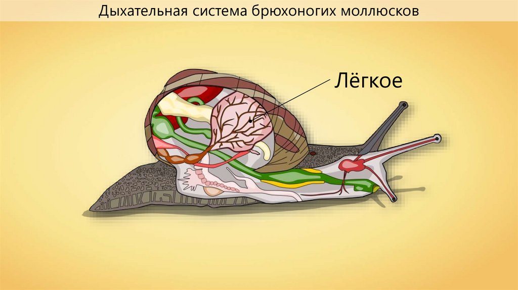 Брюхоногие моллюски Виноградная улитка строение. Строение пищеварительной системы брюхоногих моллюсков. Брюхоногие моллюски дыхательная система. Дыхательная система улитки. Органы дыхания прудовика