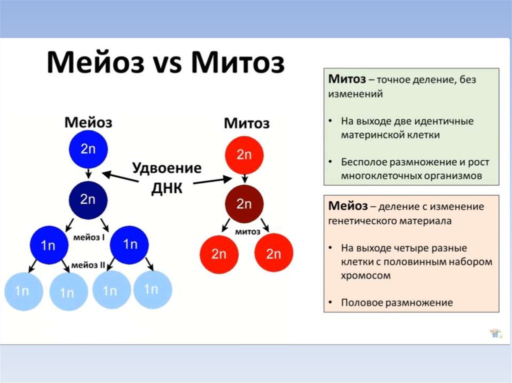 В результате митоза одна материнская клетка. Митоз и мейоз. Набор хромосом материнской клетки в мейозе. Митоз генетический материал. Наборы хромосом в митозе и мейозе.