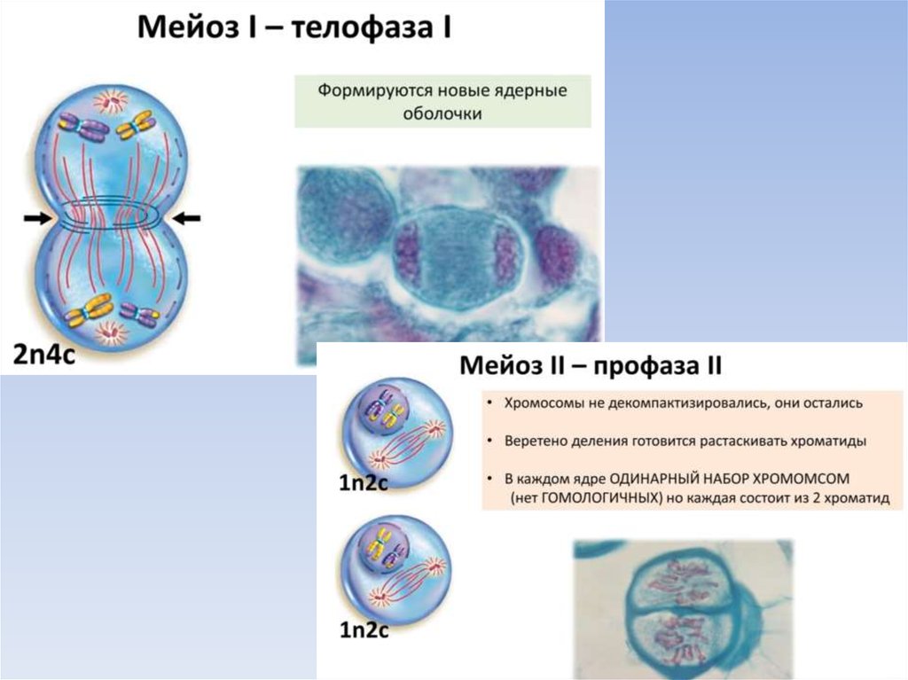 Мейоз биологическое значение. Телофаза мейоза 2. Телофаза мейоза 1. Мейоз 1 и 2. Профаза мейоза 1 и 2.