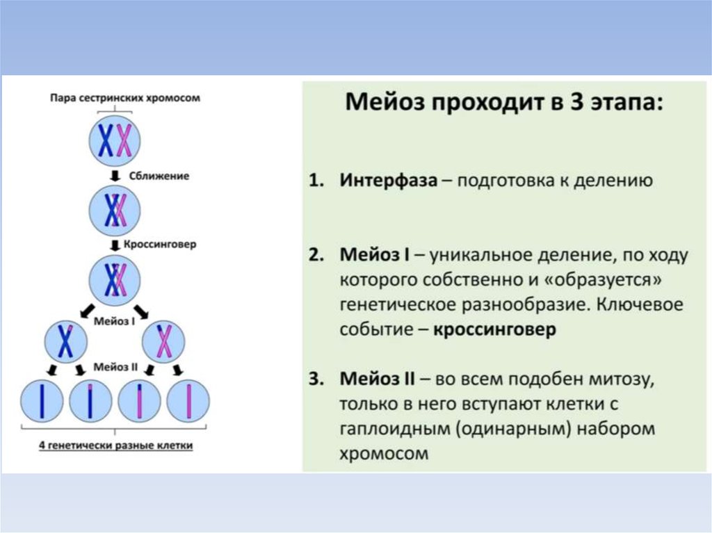 Образование четырех клеток образование однохроматидных хромосом. Первое деление мейоза набор хромосом. Гаметогенез редукционное деление. Фазы мейоза 2 деление.