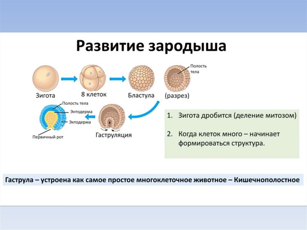 Стадии развития зародыша зигота. Структура зиготы. Схема развития зиготы. Стадии развития зиготы человека.