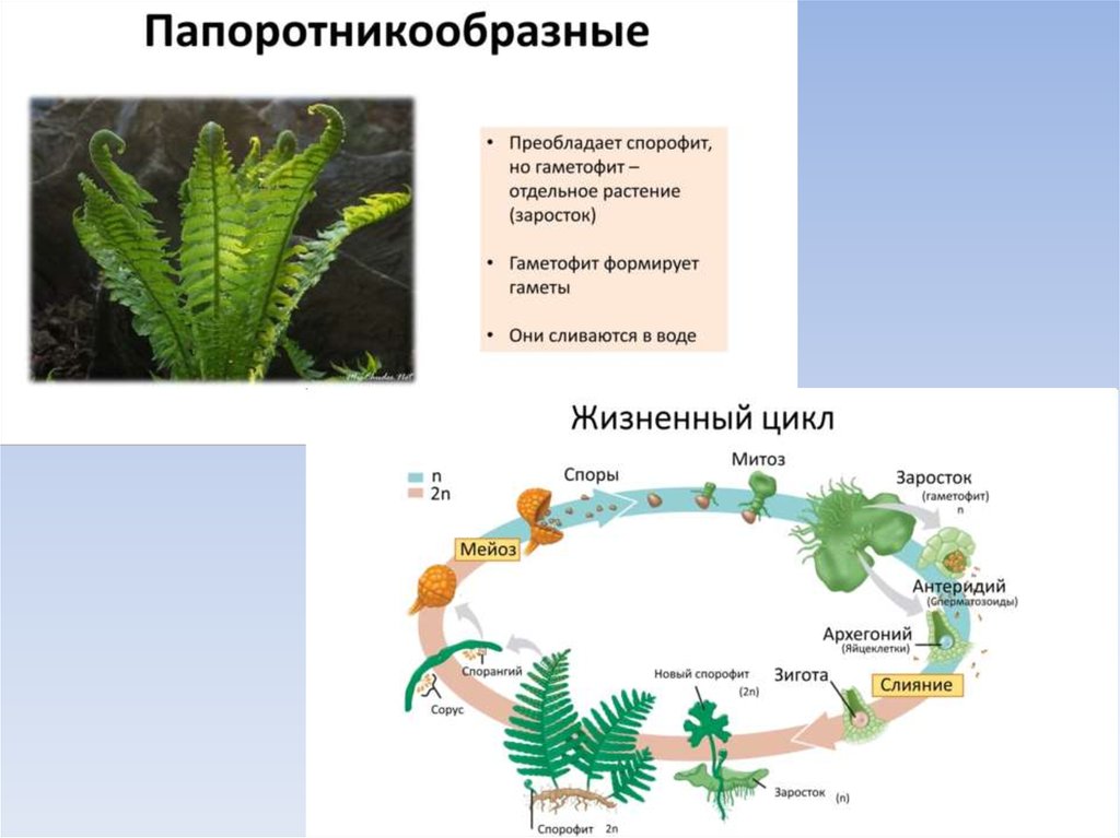 Гаметофит и спорофит в жизненном цикле растений. Спорофит папоротника. Бесполое поколение растений (спорофит) — это:. Чередование спорофита и гаметофита.