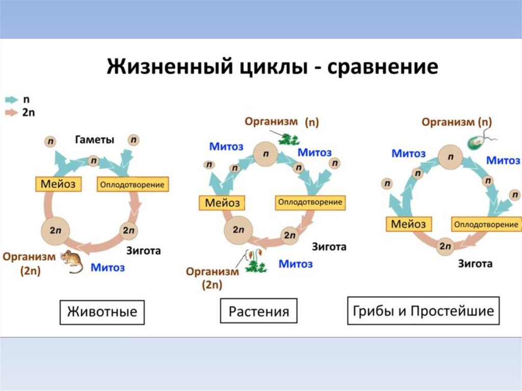 Мейоз в жизненном цикле организмов