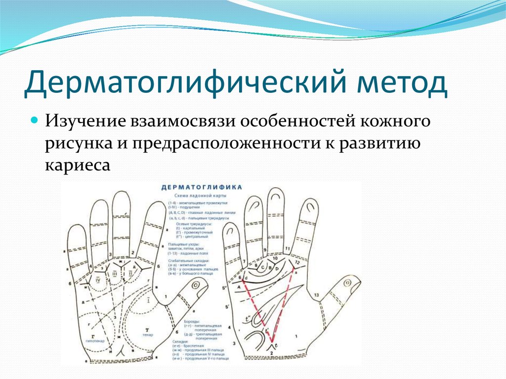 Дерматоглифический метод генетики презентация