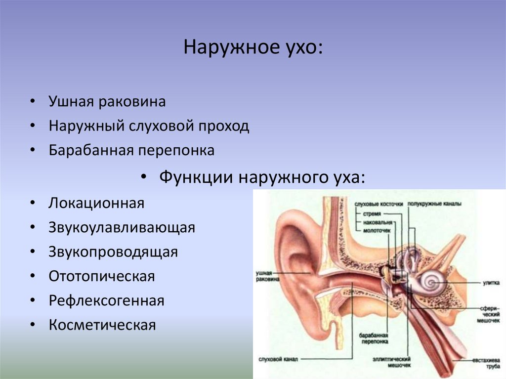 Орган слуха состоит из наружного
