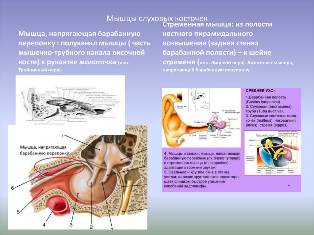 Какая функция слуховых косточек. Нерв мышцы напрягающей барабанную перепонку. Мышца среднего уха Стременная. Мышца напрягающая барабанную перепонку прикрепляется. Мышца напрягающая барабанную перепонку функция.