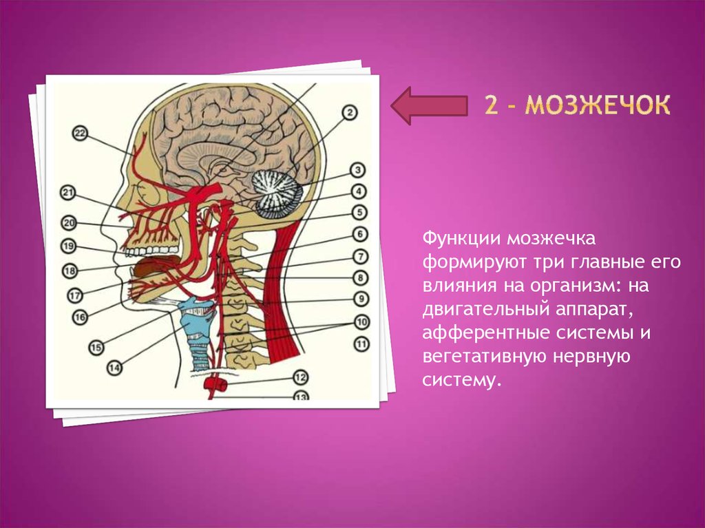 Система мозжечка. Функции мозжечка. Мозжечок и его функции. Язычок мозжечка. ЦНС мозжечок.