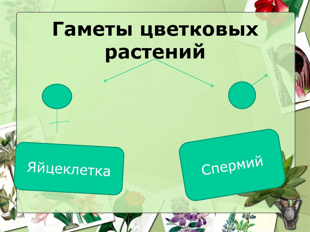 Мужские гаметы называются. Гаметы цветковых растений. Женские гаметы цветкового растения. Мужские гаметы у цветковых растений называются. Мужские гаметы растений.