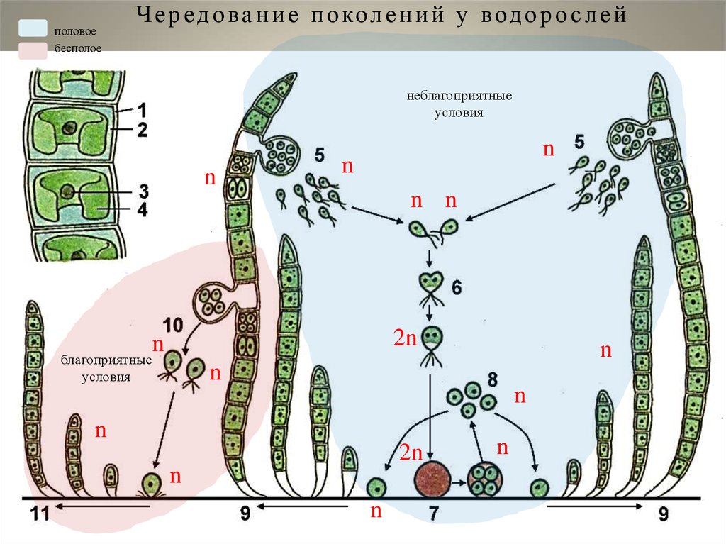 Какое поколение у водорослей. Цикл развития водоросли улотрикс. Улотрикс жизненный цикл схема. Жизненный цикл водорослей улотрикс. Цикл развития улотрикса схема.