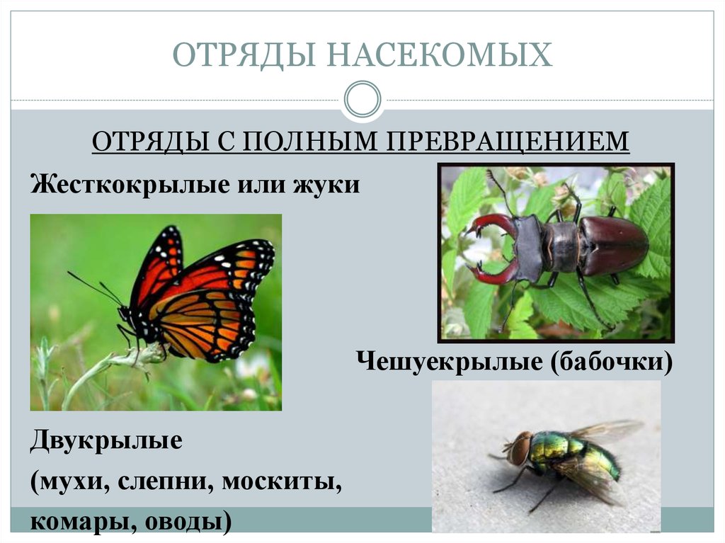 Дать характеристику насекомые с полным превращением. Отряды насекомых жесткокрылые. Отряды насекомых с полным превращением. Отряд насекомых жуки или жесткокрылые. Строение жесткокрылых насекомых.