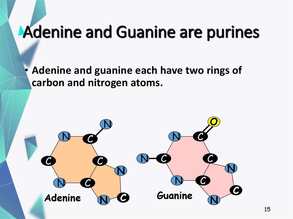 Adenine and Guanine are purines
