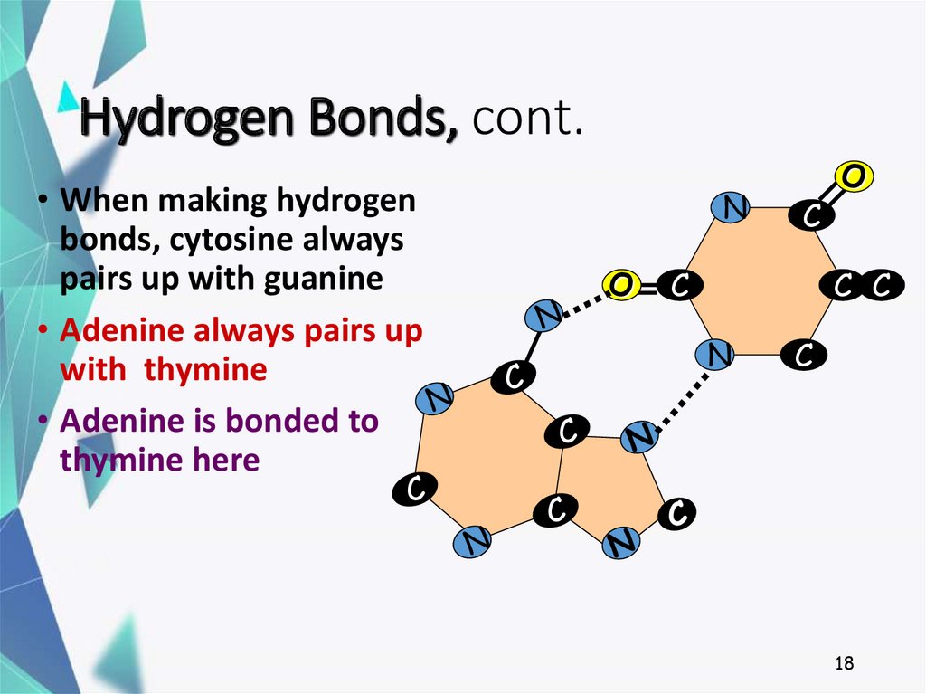 structure-of-dna-and-its-function