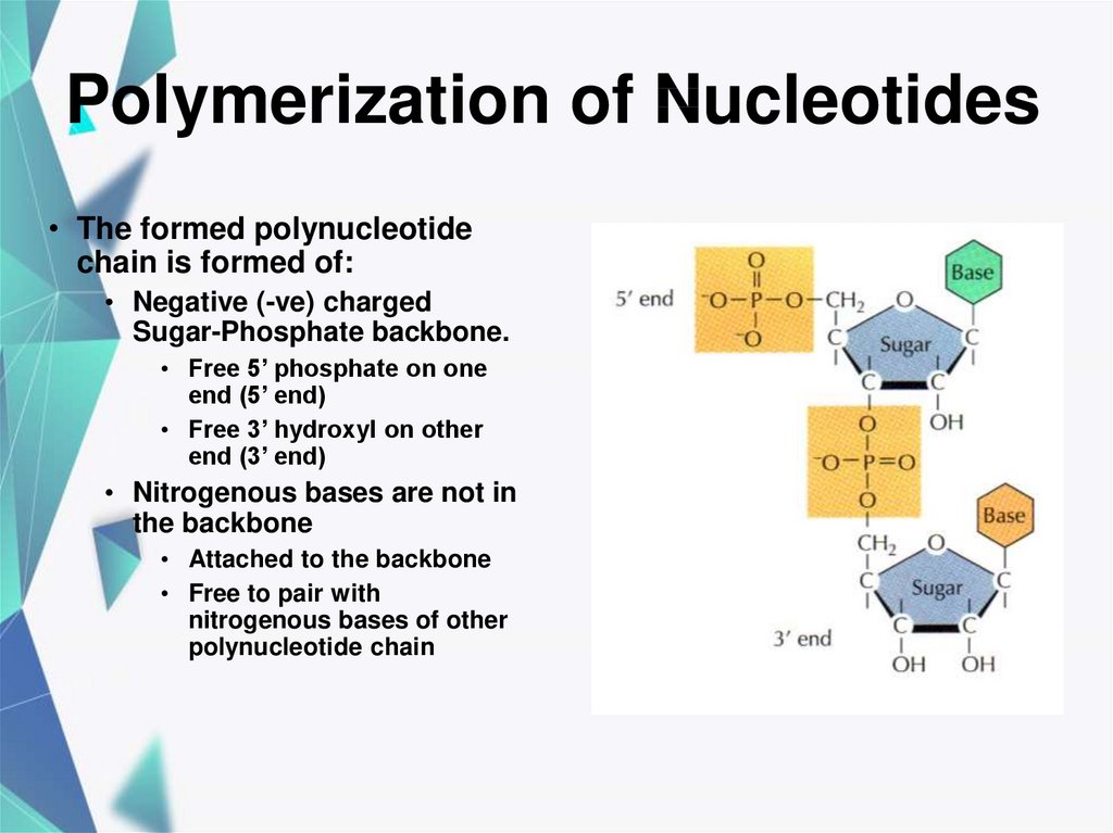 Polymerization of Nucleotides