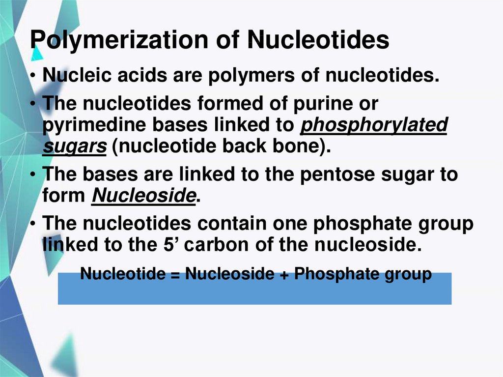 Polymerization of Nucleotides