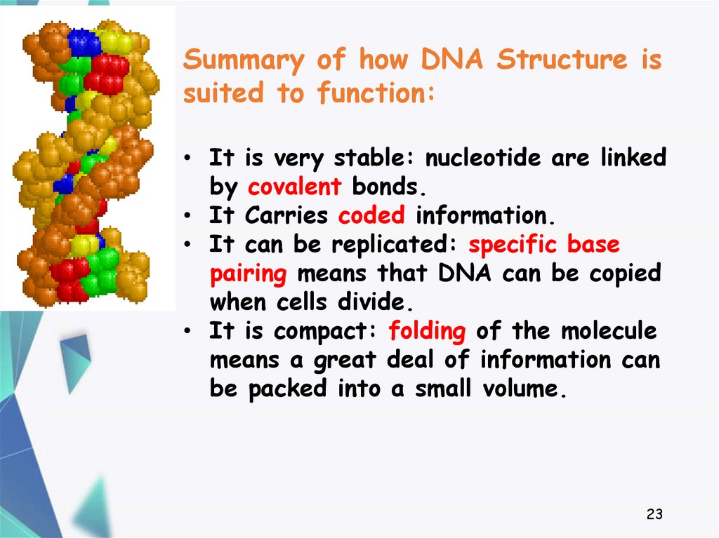 Structure of DNA and its function - презентация онлайн