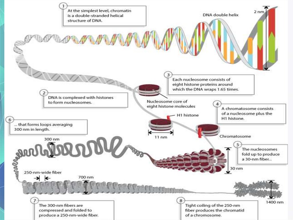 structure-of-dna-and-its-function