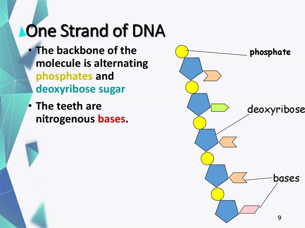 One Strand of DNA