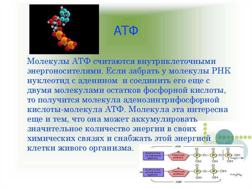 Биосинтез мономеров. Молекулы АТФ В ДНК. Функции молекулы АТФ. Биологические функции АТФ. ДНК РНК АТФ.
