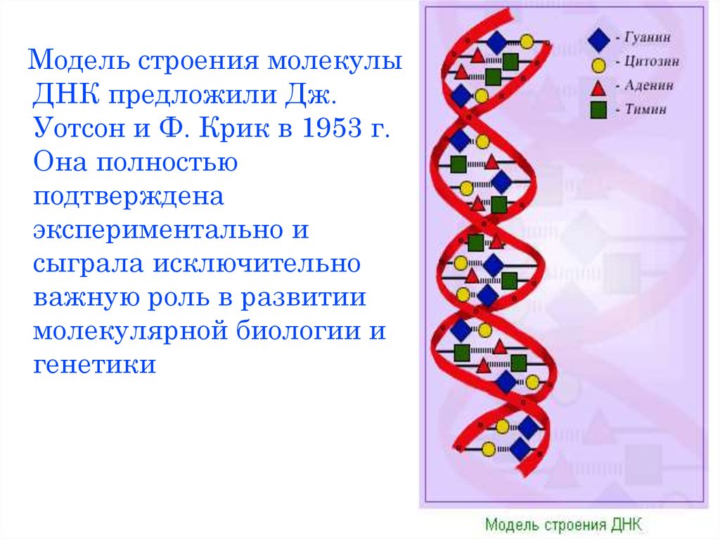 Днк это какие данные. Модель ДНК по Уотсону и крику. Модель молекулы ДНК Уотсона и крика. Строение ДНК модель Уотсона крика. Молекула ДНК Уотсон и крик.