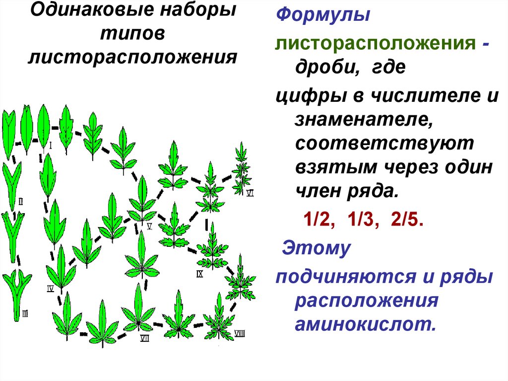 Каштан жизненная форма тип соцветия листорасположение