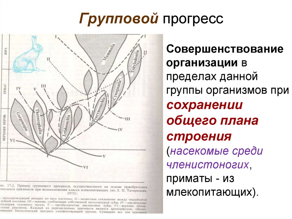 Биология 9 класс макроэволюция презентация 9 класс