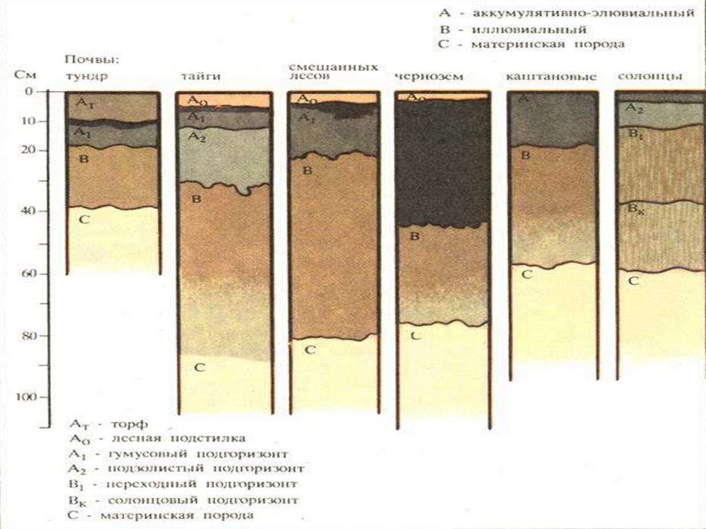Структура песчаной почвы. Виды почвы супесь суглинок. Строение почвенного профиля 6 кл. Схема строения почвенного профиля. Почвенный профиль география 8 класс Алексеев.