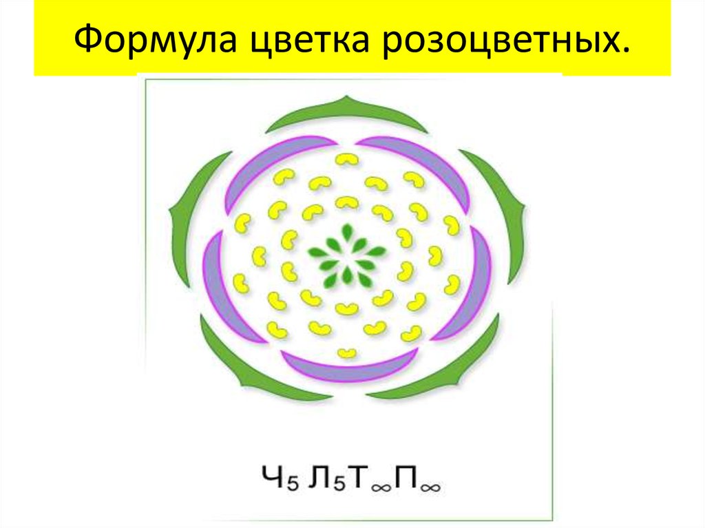 Семейство розоцветные диаграмма цветка